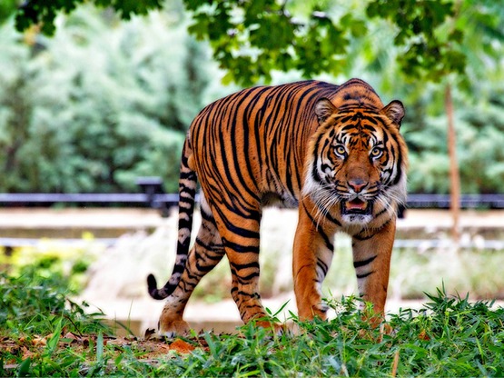 Zoo - Stare Miasto - Łazienki Królewskie